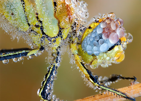 waterbug.jpg